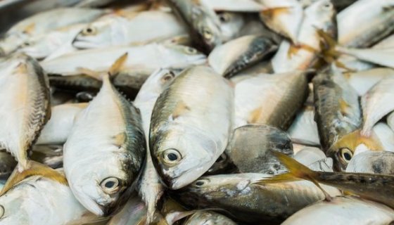 BALIK ÇEŞİTLERİMİZ