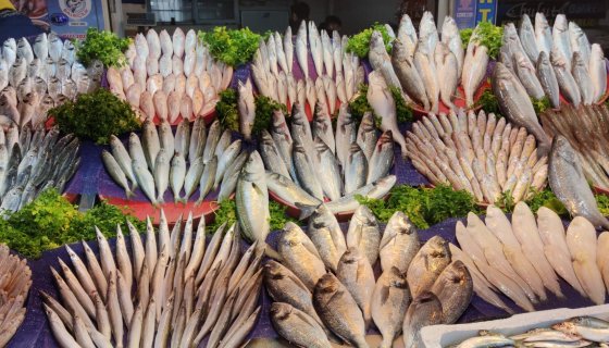 DÖRT MEVSİM TAZE BALIK